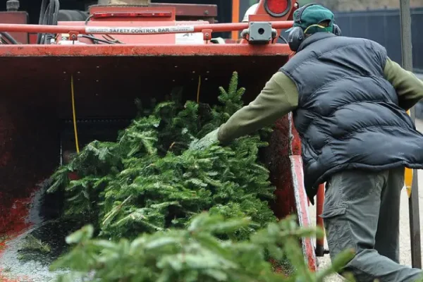 Christmas-tree-disposal-Services Christmas-tree-disposal-Services